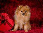 Pomerian️, Dieren en Toebehoren, België, Particulier, 1 tot 2 jaar, Teef