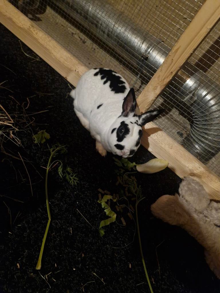 Konijn ram zoekt huisje met voedster, Dieren en Toebehoren