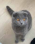Britse kortharige en scottish fold mix katten, Dieren en Toebehoren, Kater