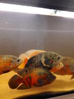 7 oscar  pauwoogen bewezen koppels, Dieren en Toebehoren, Vissen | Aquariumvissen, Vis