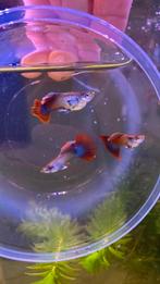 Metal magenta tail raszuivere guppen, Dieren en Toebehoren, Vissen | Aquariumvissen, Vis