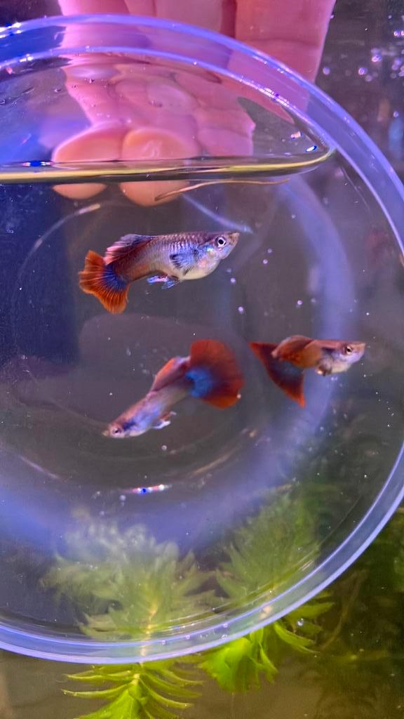 Metal magenta tail raszuivere guppen, Dieren en Toebehoren, Vissen | Aquariumvissen, Vis