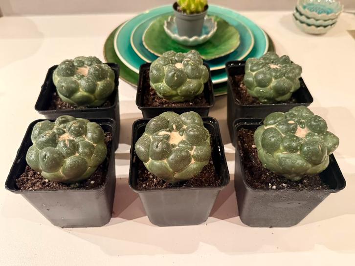 Coryphantha elephantidens cv  inermis, Huis en Inrichting, Kamerplanten, Cactus, Minder dan 100 cm, Bloeiende kamerplant, Volle zon