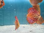 Pigeon Red Checkerboard Discus, Symphysodon Discus, Vis, Zoetwatervis