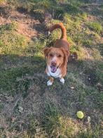reu 1,5 jr. een lieverd,  heel speels alleen erg onzeker., Dieren en Toebehoren, Honden | Niet-rashonden, Rabiës (hondsdolheid)