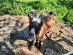 Maatje gezocht!, Dieren en Toebehoren, Schapen, Geiten en Varkens, Mannelijk, Geit, 6 jaar of ouder
