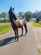 5 jarige merrie, Dieren en Toebehoren, Paarden, Merrie, Dressuurpaard, 3 tot 6 jaar