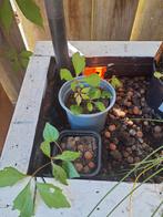 Wingert Stekjes - Prachtige Klimplant voor uw Tuin!, Ophalen, Volle zon, Vaste plant, Bloeit niet