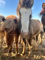 Gezocht: Stalling/weidegang voor hengst (D pony formaat), Weidegang, 1 paard of pony