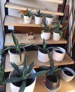 Bio blauw Agave Americana planten diverse maten in de potten, Huis en Inrichting, Kamerplanten, Ophalen of Verzenden, Minder dan 100 cm