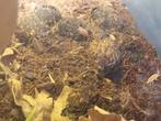 Zeer mooie oranje isopods, Dieren en Toebehoren, Reptielen en Amfibieën, Slang, 0 tot 2 jaar