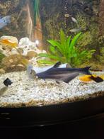 Mooie pangasius / blauwe haai, Dieren en Toebehoren, Vis