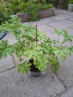 Citroen geranium plant, Ophalen, Overige soorten, Minder dan 100 cm