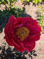 Pioenrozen Ellen Cowley, Tuin en Terras, Overige soorten, Volle zon, Vaste plant, Ophalen of Verzenden