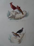 Litho in kleur, vogels Roodkuifkardinaal, Grivelin, mus 1841, Verzenden