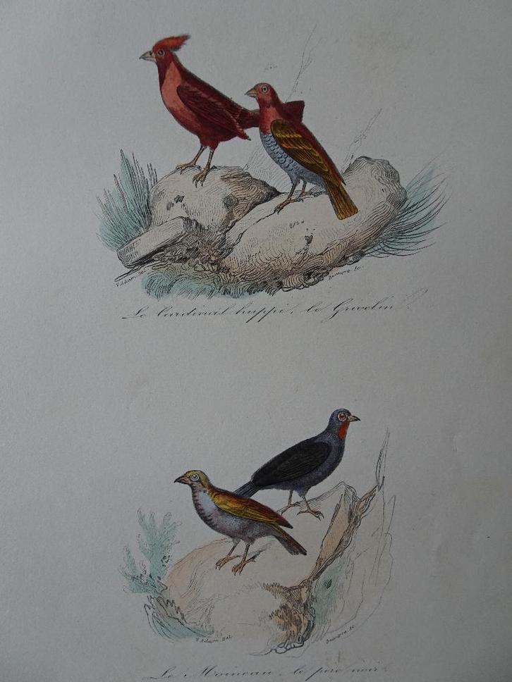 Litho in kleur, vogels Roodkuifkardinaal, Grivelin, mus 1841, Antiek en Kunst, Kunst | Litho's en Zeefdrukken, Verzenden