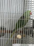 Alexander parkieten , gekoppeld hand tam , gezond, Dieren en Toebehoren, Vogels | Parkieten en Papegaaien, Meerdere dieren, Parkiet