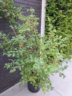 Gratis plant/struik. Weet geen naam., Ophalen, Overige soorten, Minder dan 100 cm