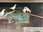 9 mooie schoonheids postduiven, Dieren en Toebehoren, Meerdere dieren, Overige soorten
