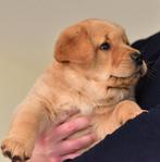 Goldenretriever x labrador pups, Dieren en Toebehoren, Honden | Retrievers, Spaniëls en Waterhonden, Golden retriever, 8 tot 15 weken