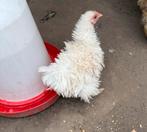 2x cochin krul hen, Dieren en Toebehoren, Pluimvee, Vrouwelijk, Kip