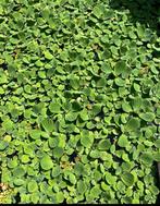 Gratis drijfplanten zuurstofplanten vijverplanten, Tuin en Terras, Vijver-toebehoren, Ophalen, Nieuw, Overige typen