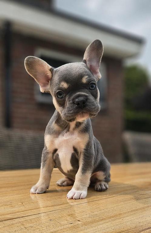💕 nog 2 Prachtige lilac and tan franse bulldog reutjes  💕, Dieren en Toebehoren, Honden | Bulldogs, Pinschers en Molossers, Reu