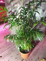 Chamaedorea elegan kamerplant, Ophalen, Halfschaduw, Minder dan 100 cm