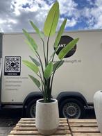 Kunst Strelitzia Nicolai 215cm in pot, Verzenden