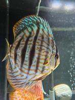 Discusvissen discus vis, Dieren en Toebehoren, Vissen | Aquariumvissen, Vis
