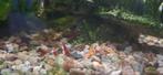 Rode garnalen, Dieren en Toebehoren, Vissen | Aquariumvissen, Kreeft, Krab of Garnaal