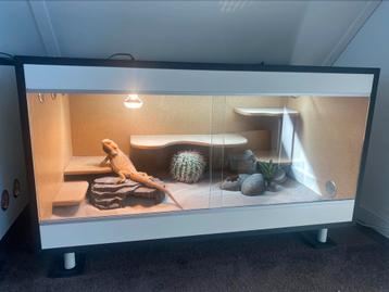 Mooi zgan terrarium + baardagaam man Citrus Hypotrans Coral beschikbaar voor biedingen