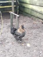 Gratis 2 hanen, Dieren en Toebehoren, Pluimvee, Mannelijk, Kip