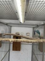 kweekkoppel halsbandparkieten opaline wkws, Meerdere dieren, Parkiet