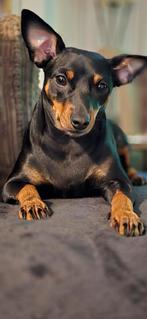 Gezocht dekreu dwergpicher, Dieren en Toebehoren, Overige rassen, 1 tot 2 jaar, Teef, Eén hond