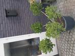 Taxus bonsai winterhard., Tuin en Terras, Planten | Bomen, Ophalen, Bloeit niet, Halfschaduw, Overige soorten