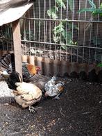 Sabelpoot krielkippen, Dieren en Toebehoren, Pluimvee, Meerdere dieren, Kip