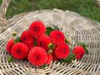 ===>Dahlia knollen magnificat oranje pluktuin<===, Ophalen of Verzenden, Voorjaar, Volle zon, Knol