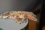16 Wimpergekko's zowel vrouwen als mannen (C. Ciliatus), Hagedis