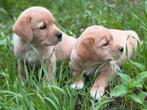 Nova scotia x Redfox Labrador, Dieren en Toebehoren, Nederland, Overige rassen, 8 tot 15 weken, CDV (hondenziekte)