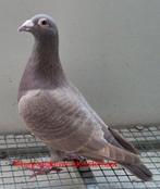 Kleurpostduiven, bruin spread, Dieren en Toebehoren, Vogels | Duiven, Vrouwelijk, Postduif