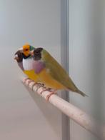 Gouldamadines cinnamon, Dieren en Toebehoren, Vogels | Overige Vogels, Meerdere dieren, Tropenvogel