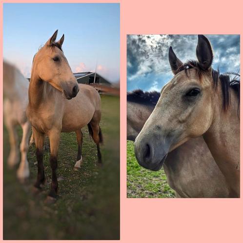 Knappe jaarling merrie en hengstveulen beide voor €6500, Dieren en Toebehoren, Paarden, Merrie, Niet van toepassing, Minder dan 160 cm
