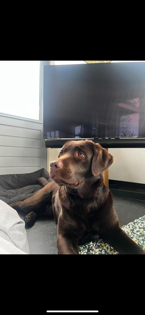 RESERVEREN: NESTJE PUPS LABRADORS CHOCOLADEBRUIN STAMBOOM, Boeken, Dieren en Huisdieren, Ophalen