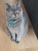 Blauw grijs Britse kortharig, Dieren en Toebehoren, Katten en Kittens | Raskatten | Korthaar, Poes