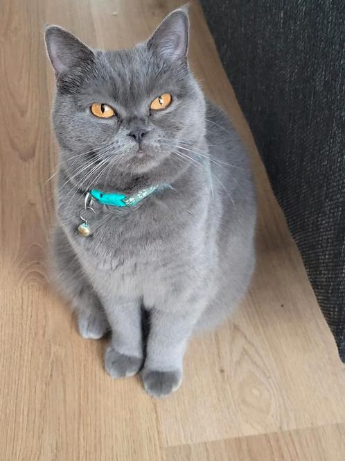 Blauw grijs Britse kortharig, Dieren en Toebehoren, Katten en Kittens | Raskatten | Korthaar, Poes