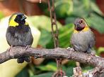 Cubavink pop, Dieren en Toebehoren, Vrouwelijk, Tropenvogel