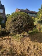 Grote buxus, Tuin en Terras, Planten | Struiken en Hagen, Ophalen, Buxus, Struik, 100 tot 250 cm