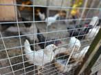Legkippen. Sierkippen. Wit ,bont ,koekoek., Dieren en Toebehoren, Pluimvee, Kip