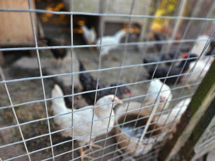 Legkippen. Sierkippen. Wit ,bont ,koekoek., Dieren en Toebehoren, Pluimvee, Kip